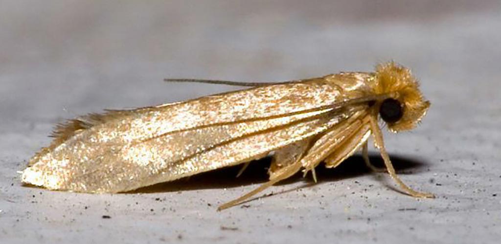 Carpet Moth