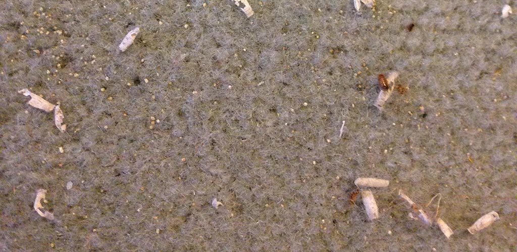 Carpet Moth Larvae