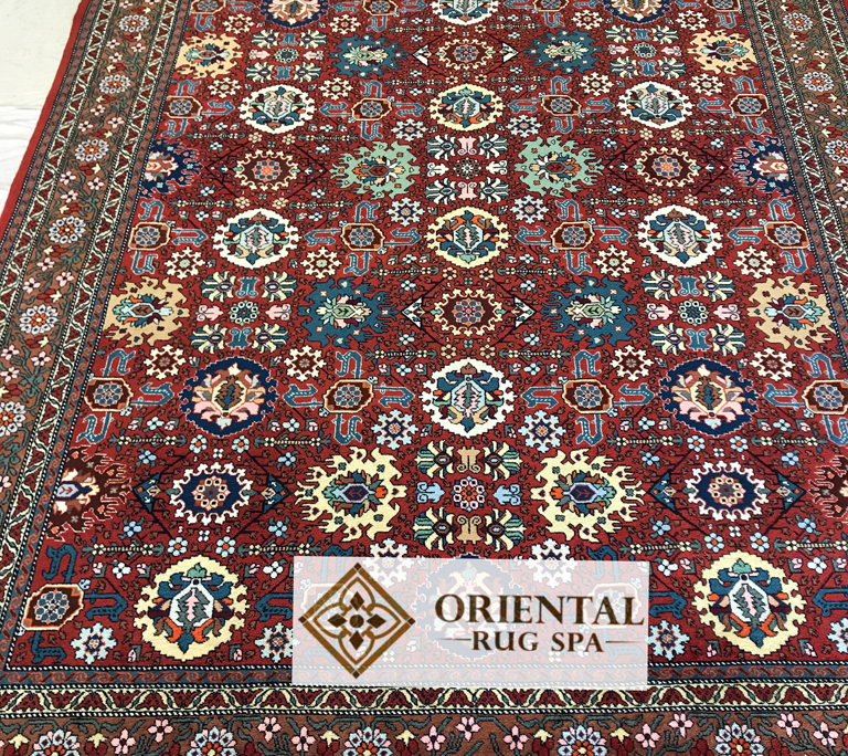 Caucasian Shirvan